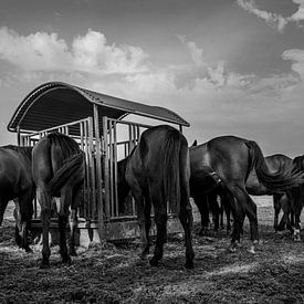 paarden bij de ruif van jan van de ven