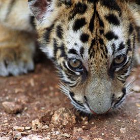 Tiger cub van Mariska Hofman