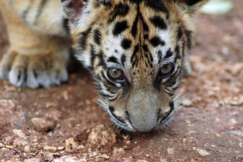Tiger cub van Mariska Hofman