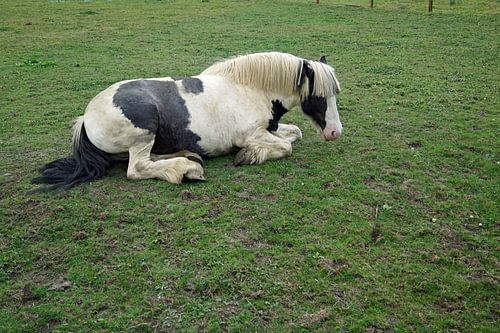Paard in een weide in Ierland