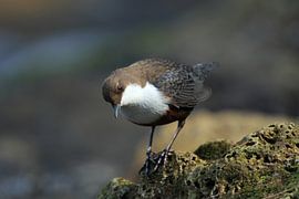 Dipper Allemagne sur Frank Fichtmüller