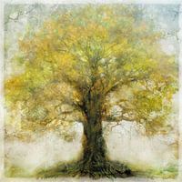 Oak