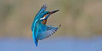 Eisvogel - Aktion im Panoramaformat von Eisvogel.land - Corné van Oosterhout Miniaturansicht