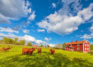 Die schottischen Highlander in Schweden