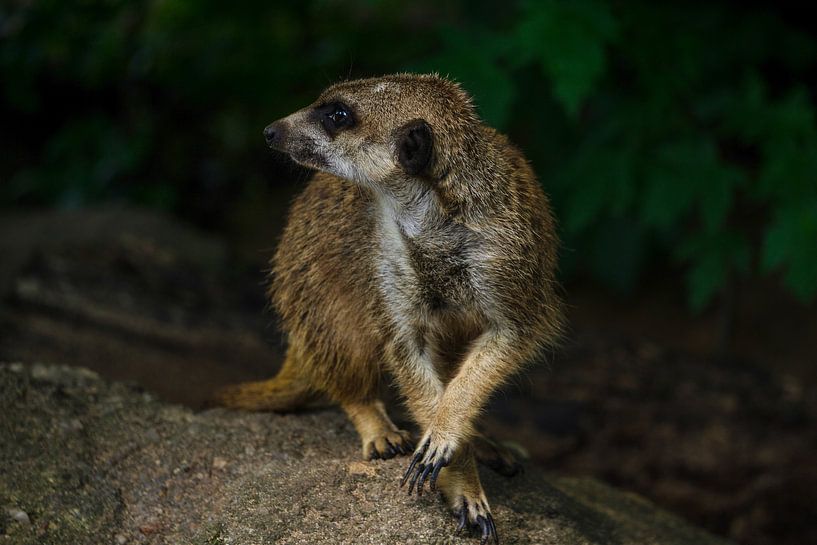 Erdmännchen von shdwmedia