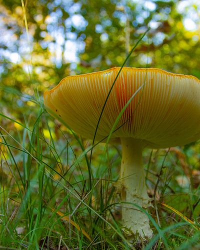 herfst