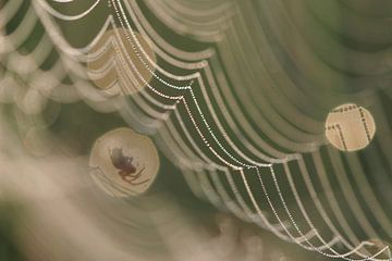 Spider on its web in an aperture ring.