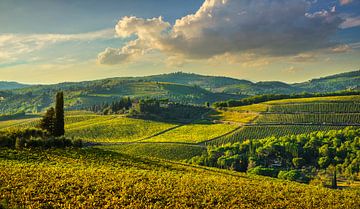 Panzano in Chianti wijngaarden bij zonsondergang. Toscane, Italië van Stefano Orazzini