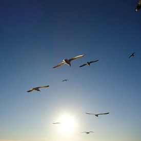 Zeemeeuwen vliegen de zon tegemoet von Mariska van Essen