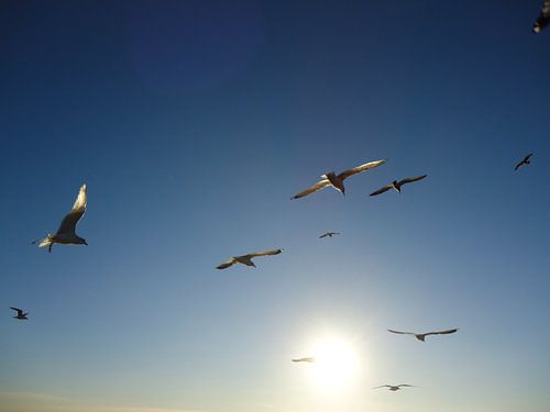 Zeemeeuwen vliegen de zon tegemoet