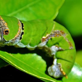 eine grüne Zitronen-Schwalbenschwanz Raupe im Sonnenlicht von Werner Lehmann