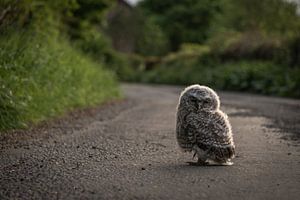 An owl on the road sur Niels Eric Fotografie