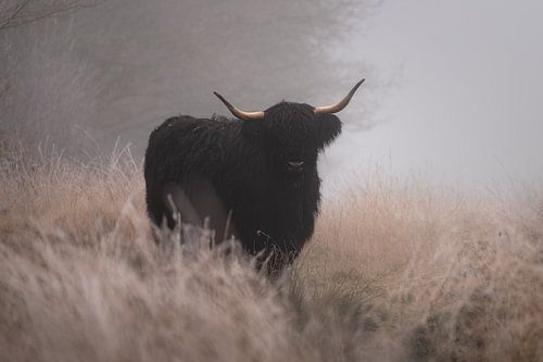 Black cattle van Marco Lok