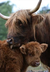 Highlanders sur Bart Hendriks