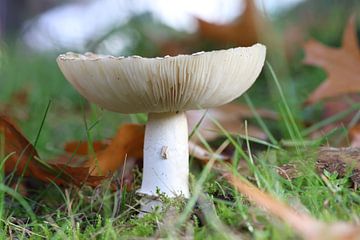 Middelgrote paddenstoel van Daniëlle Eibrink Jansen