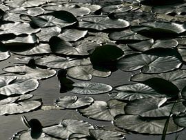 Water Lily Surface by Anouk Beunen