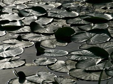 Waterlelies monochroom van Anouk Beunen