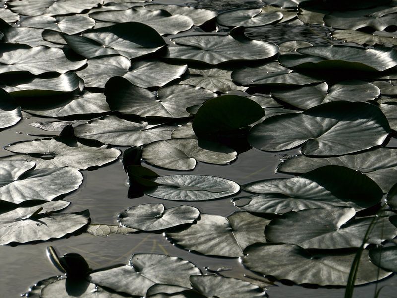 Seerose Oberfläche von Anouk Beunen