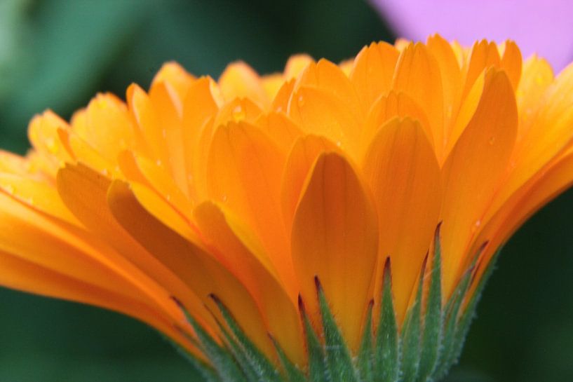 Goudsbloemenkunst van Ilona Bredewold