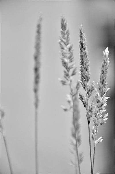 Zwart Wit Gras von DoDiLa Foto's