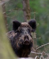 Wildschwein im Winterfell