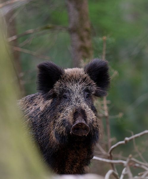 Wild boar in winter coat by Peter Ponsteen