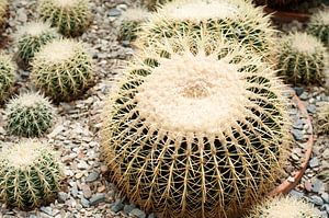 Gouden bal Cactus