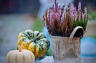 Autumn! Heather and pumpkins by PixelPower thumbnail