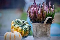 Autumn! Heather and pumpkins