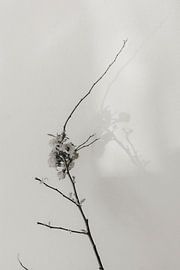 Minimal Botanical Composition