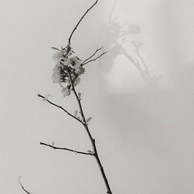 Minimal Botanical Composition by Floortje Louise