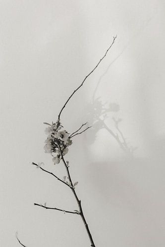 Minimal Botanical Composition