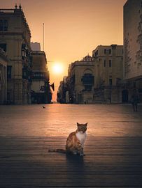Cat by Iman Azizi