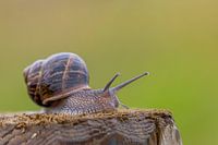 Serene Beauty of a Snail