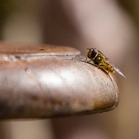 la mouche des abeilles sur hetty'sfotografie