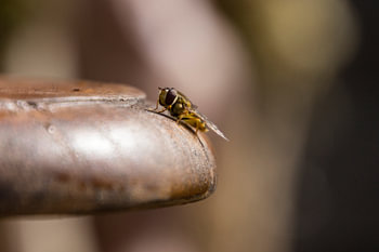 la mouche des abeilles