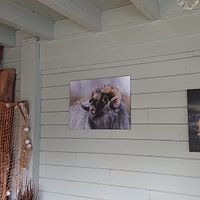 Kundenfoto: Schottischer Highlander im Abendlicht. Goldene Stunde. Schottisches Hochlandrind von Henk Van Nunen Fotografie, auf leinwand