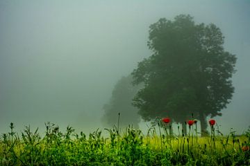 Mit Analogen Objektiv Wald Blume Wiese Feld Nebel von Johnny Flash