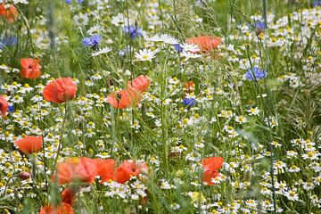 Poppies, cornflowers and camomile