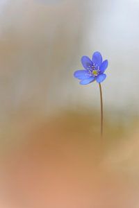 Leberblümchen