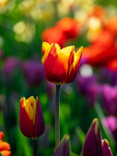 2 Tulips with blurred background