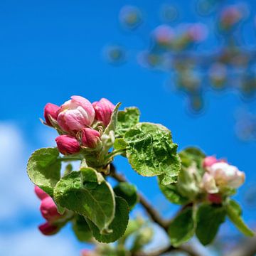 Bloesems aan een appelboom van Heiko Kueverling