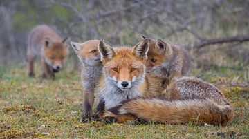 Happy Family by Jan-Willem Mantel