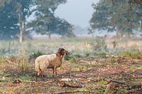 Heideschaap op Balloërveld in Drenthe