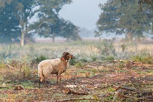 Heather sheep on Balloërveld in Drenthe by Henk van den Brink