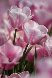 Tulipes sur Wilco Schippers