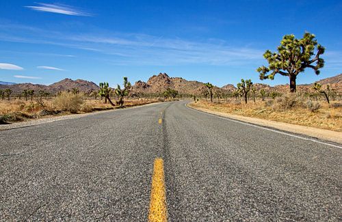 Joshua Tree in Joshua Tree National Park, Californië, Amerika