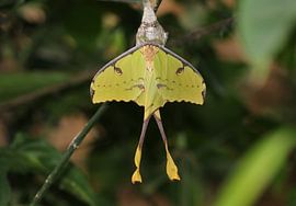 Papillon de nuit de la comète ou teigne de la comète sur Matthias Brix
