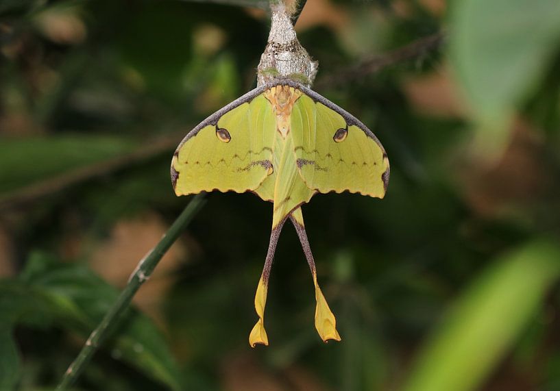 Kometenfalter oder Kometenmotte von Matthias Brix