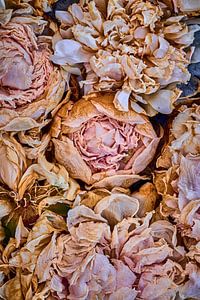 Blumenstrauß aus zarten, pastellfarbenen Pfingstrosen